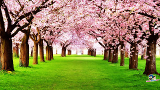 Green field trees stuffed animal - lot of trees free wallpaper