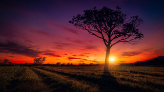 Tree field sunset purple sky - sunset free wallpaper