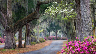 Road trees flowers scenery nature - a bunch of trees free wallpaper