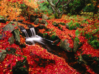 Stream red leaves rocks forest 7 - autumn free wallpaper