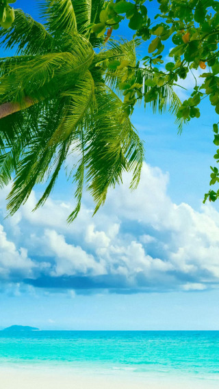 Beach palm tree blue sky 18 - palm tree free wallpaper