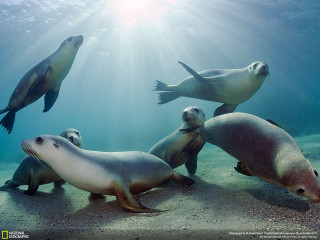 Sea lions swimming ocean sunlight 2 - underwater free wallpaper