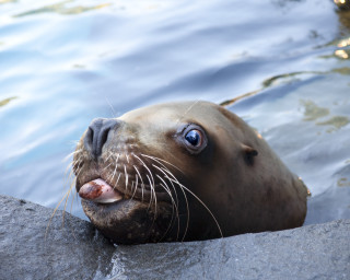 Seal head water camera look - a seal free wallpaper