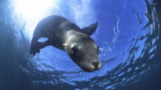 Seal swimming water fish mouth - a seal free wallpaper