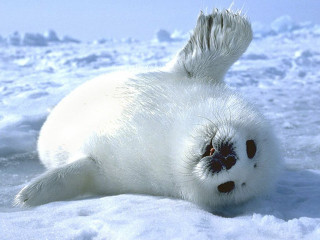 White seal snow tree branch - ground next free wallpaper