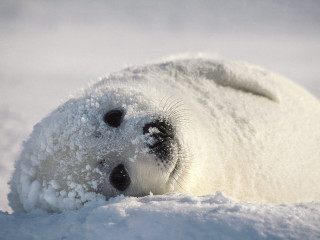 Polar bear snowy sunny outdoors - its face and nose free wallpaper