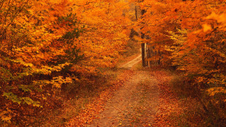 Path woods leaves gate middle - a path free wallpaper