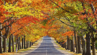 Autumn road trees orange yellow - a road free wallpaper
