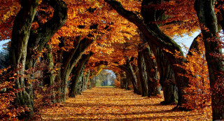 Autumn leaves pathway park trees - fall free wallpaper