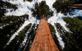 Tall tree forest sky clouds - free forest wallpaper