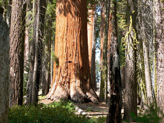 Large tree forest bench nature - free forest wallpaper