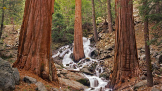 Waterfall forest trees rocks nature - a few leaf free wallpaper