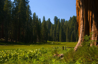 Large tree forest blue sky - a matte painting free wallpaper for desktop