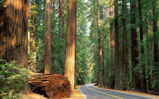 Forest road tree stump nature - the side of the road free wallpaper
