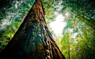 Tall tree forest sunlight leaves 2 - free forest wallpaper