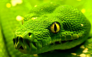Green snake leafy background macro - green free wallpaper