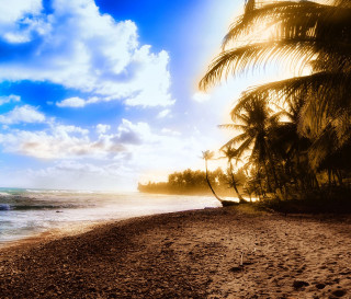 Beach boat palm trees blue - the water and palm trees free wallpaper