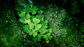 Green clovers mossy surface sunlight - mossy free wallpaper