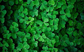 Green shamrocks leaves group nature - leaf free wallpaper
