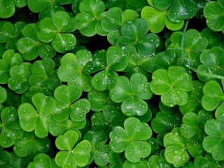 Close up green clovers water 2 - a close up of a bunch free wallpaper