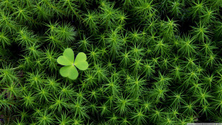 Four leaf clover green plant 2 - the middle free wallpaper