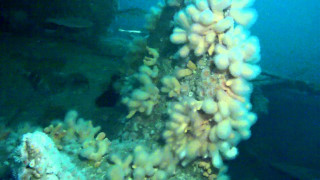 Coral reef scuba boat abstract - underwater free wallpaper