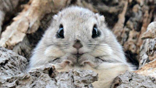 Small rodent tree surprised looking - a small rodent free wallpaper