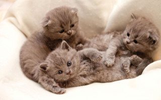 Kittens white blanket bed floor - grey background free wallpaper