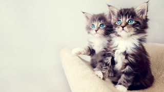 Kittens cat bed blue eyes 3 - a cat bed free wallpaper