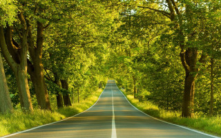 Long road trees lining both 3 - a line of trees free wallpaper