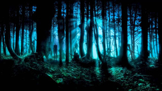 Forest trees light shining through - the middle of the forest free wallpaper