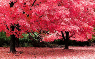 Red tree leaves bench park - the ground and a bench in the middle of the park free wallpaper