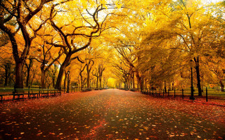 Road trees fence yellow leaves - the road free wallpaper