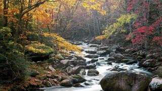 Autumn stream forest trees rocks - lot of trees free wallpaper
