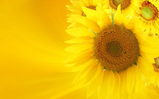 Yellow background sunflowers center other - the middle free wallpaper