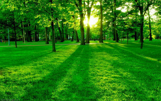 Grassy field trees swing sunset - a grassy field free wallpaper