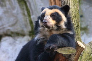 Bear sitting tree branch sad - a sad look free wallpaper