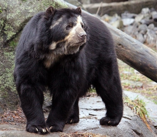 Black bear rock forest fallen - fallen free wallpaper
