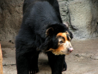 Black bear cement ground rock - a black bear free wallpaper