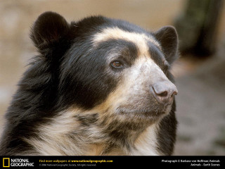 Black and white bear ecological - animal free wallpaper for desktop