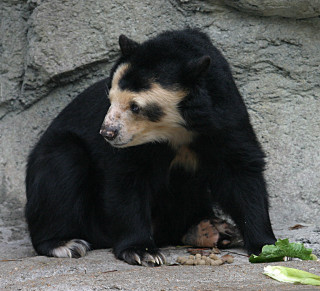 Black bear rock plant rock - a black bear free wallpaper