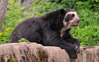 Black bear rock wall forest - alex petruk ape free wallpaper