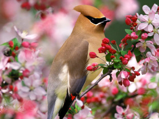 Bird branch flowering tree bokeh - the background and a blurry background free wallpaper
