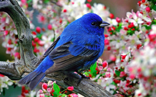 Blue bird branch tree red - a blue bird free wallpaper