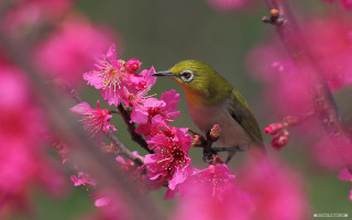 Bird perched branch pink flowers 5 - choi buk free wallpaper for desktop