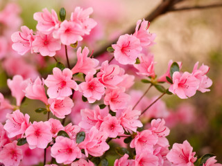 Pink flowers blooming tree branch 6 - a tree branch in the sun light of the day free wallpaper