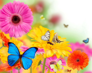 Colorful flowers butterflies white background - colorful flower free wallpaper