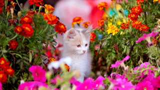 Kitten flower garden person red - a kitten free wallpaper
