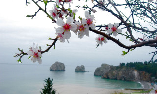 Tree white flowers ocean rocks - impressionist free wallpaper