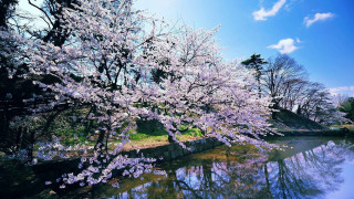 Tree purple flowers water bridge - impressionist free wallpaper